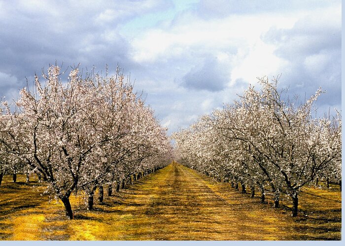 Almonds Greeting Card featuring the photograph The Almond Orchard by Matthew Pace