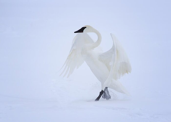 Swan Greeting Card featuring the photograph The Ballerina by Gary Hall