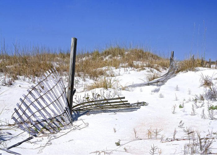 Florida Greeting Card featuring the photograph The Beach in Anastasia State Park by Betty Eich