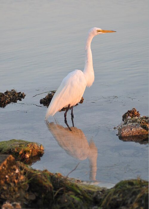 The Beautiful Egret Greeting Card featuring the photograph The Beautiful Egret by Bill Cannon