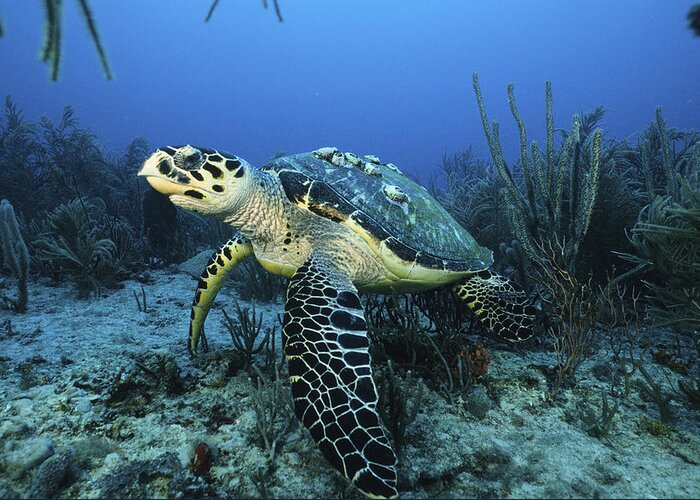Angle Greeting Card featuring the photograph The Beauty Hawksbill by Sandra Edwards