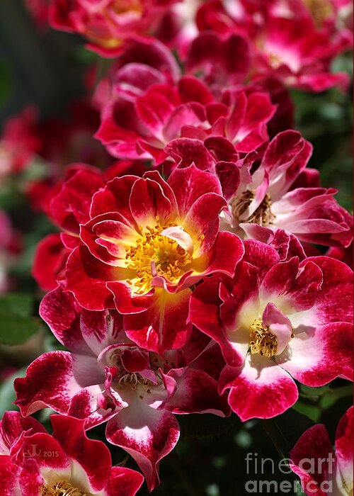 Joy Watson Greeting Card featuring the photograph The Beauty Of Carpet Roses by Joy Watson