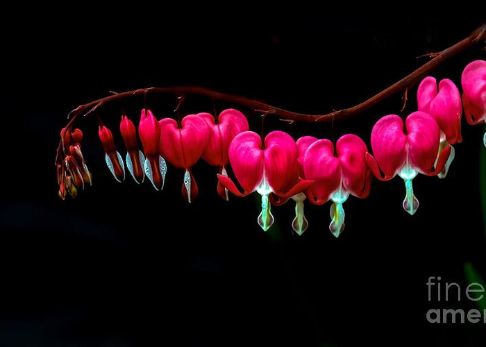 Bleeding Hearts Greeting Card featuring the photograph The Bleeding Heart by Robert Bales