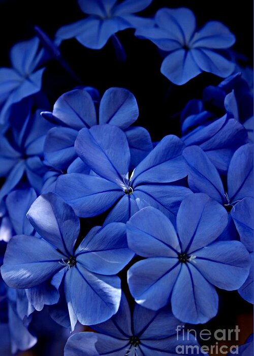 Plumbago Greeting Card featuring the photograph The Blues by Clare Bevan