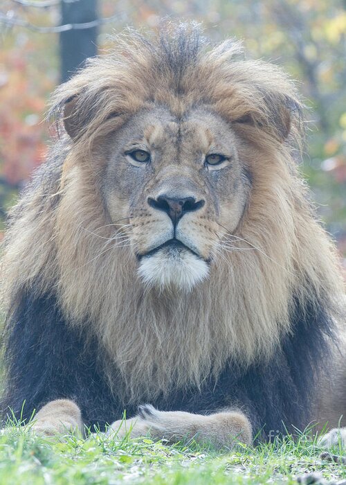 Lion Greeting Card featuring the photograph The Boss by Chris Scroggins