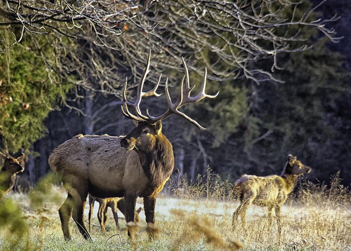 Bull Elk Greeting Card featuring the photograph The Boxley Stud in November Frost by Michael Dougherty