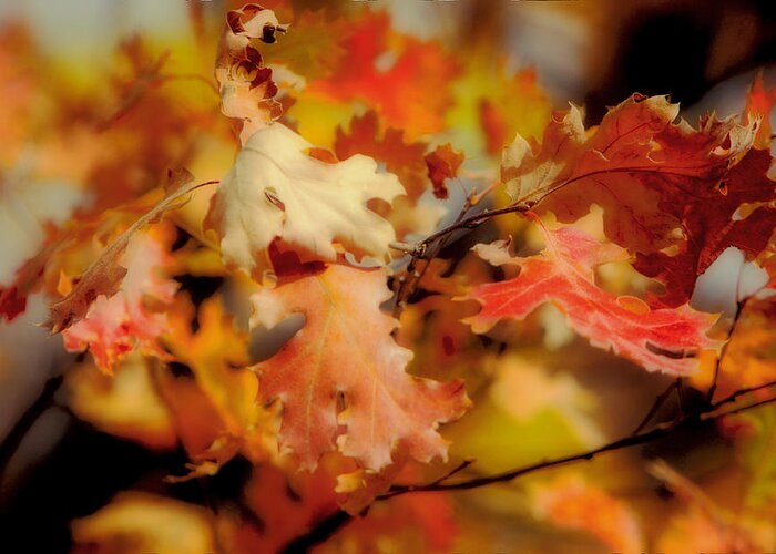 Home Decor Greeting Card featuring the photograph The Brilliance of Autumn by Kandy Hurley