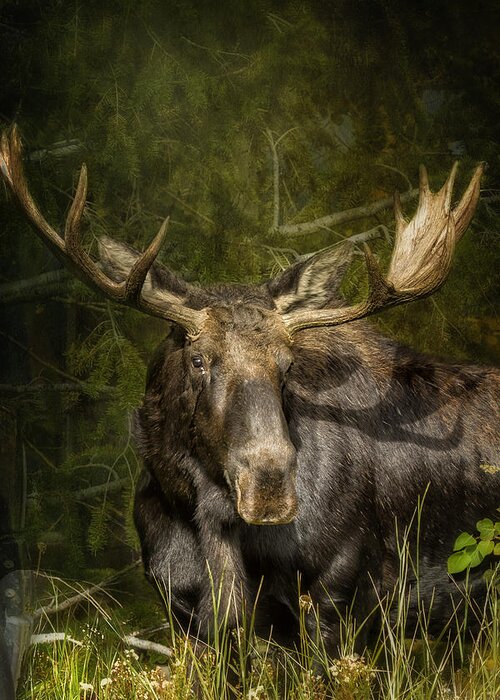 Bull Moose Greeting Card featuring the photograph The Bull Moose by Belinda Greb