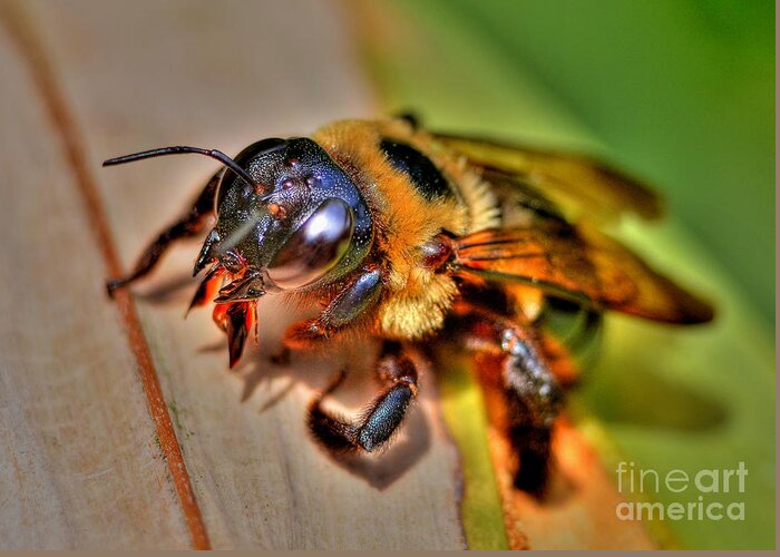 Bee Greeting Card featuring the photograph The Carpenter Bee by Kathy Baccari