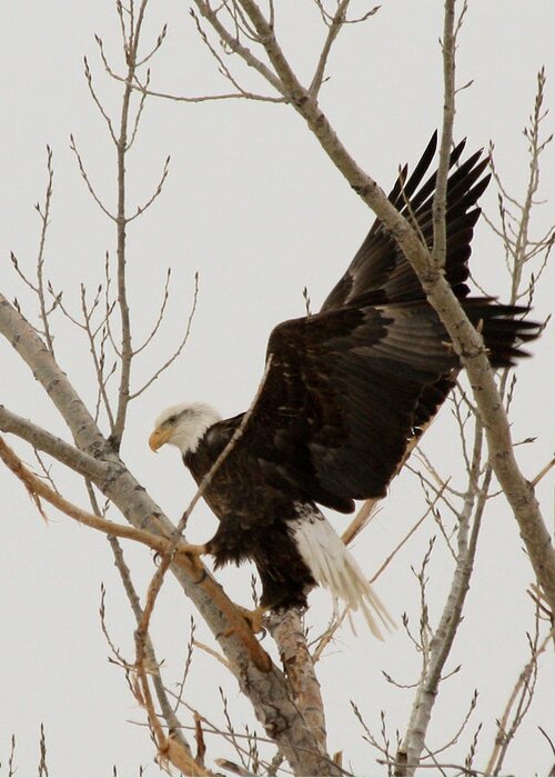 Bald Eagle Greeting Card featuring the photograph The Climb #2 by Shane Bechler