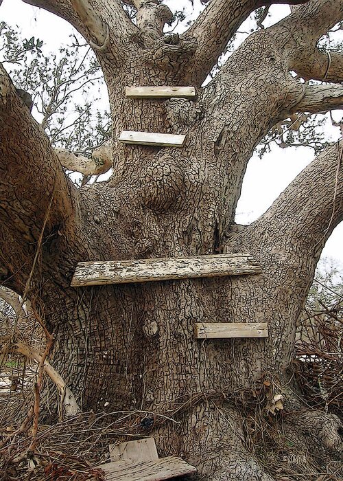 Old Oak Tree Greeting Card featuring the photograph The Climbing Tree - Hurricane Katrina Survivor by Rebecca Korpita