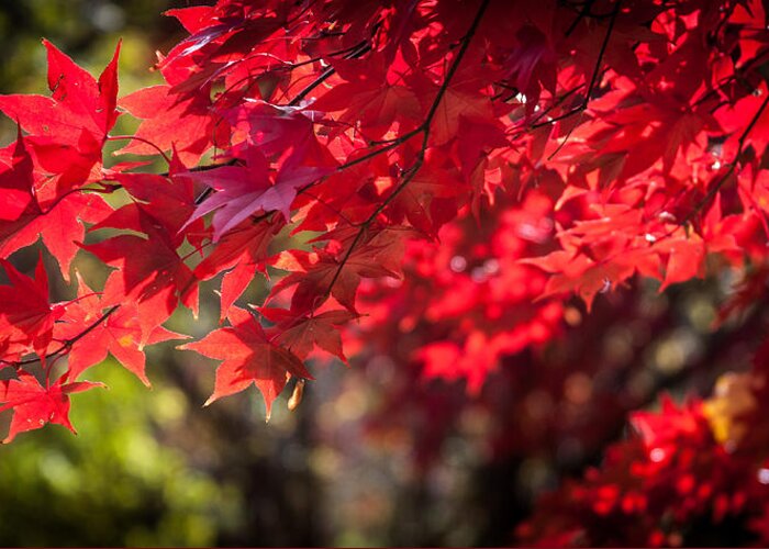 Japanese Maple Greeting Card featuring the photograph The Color of Fall by Patrice Zinck