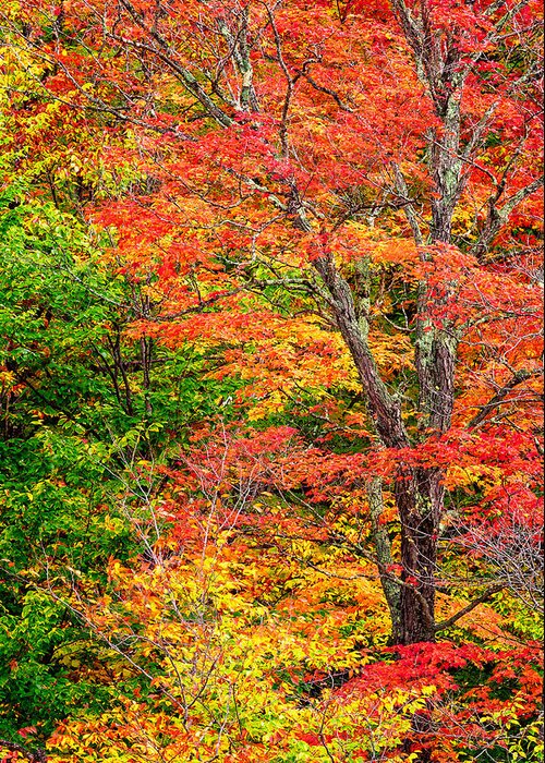 Kancamagus Greeting Card featuring the photograph The Colors Of Autumn by Jeff Sinon