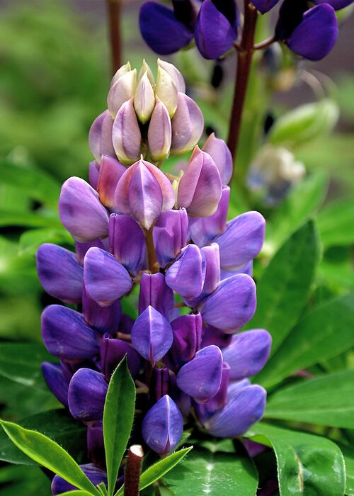 Lupin Greeting Card featuring the photograph The Colors of Lupine by Rona Black