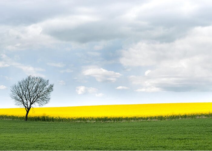 Landscape Greeting Card featuring the photograph The colors of Spring by Mike Santis