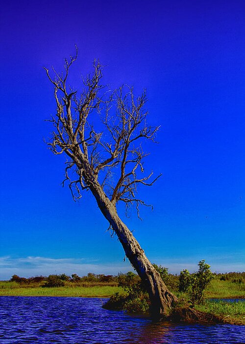 Death Greeting Card featuring the photograph The Death of a Tree V5 by Douglas Barnard