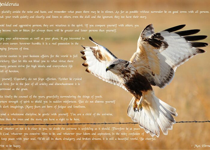 Desiderata Greeting Card featuring the photograph The Desiderata with Hawk by Greg Norrell