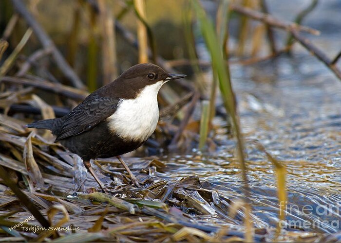 The Dipper Greeting Card featuring the photograph The Dipper by Torbjorn Swenelius