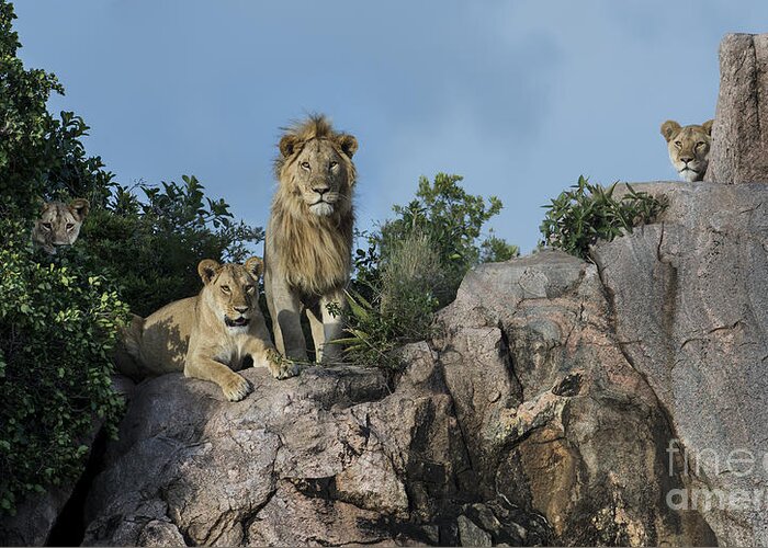 Lions Greeting Card featuring the photograph The Eyes Have It by Sandra Bronstein