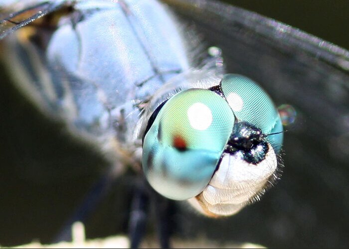 Dragonfly Greeting Card featuring the photograph The Eyes Have It by Shoal Hollingsworth