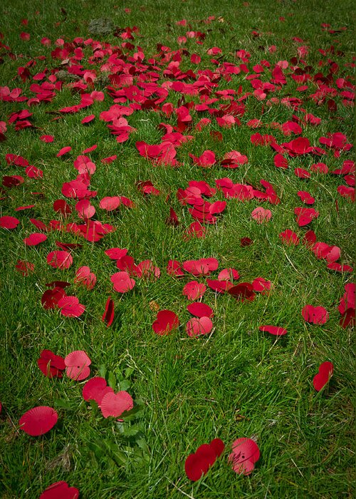 Poppies Greeting Card featuring the photograph The fallen by Gary Eason