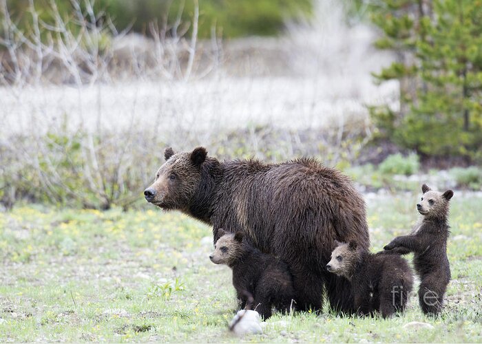 Grizzly Bears Greeting Card featuring the photograph The Family by Deby Dixon