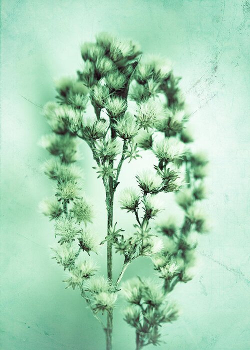 Plant Greeting Card featuring the photograph The Feeling Only Grows Stronger by Shane Holsclaw