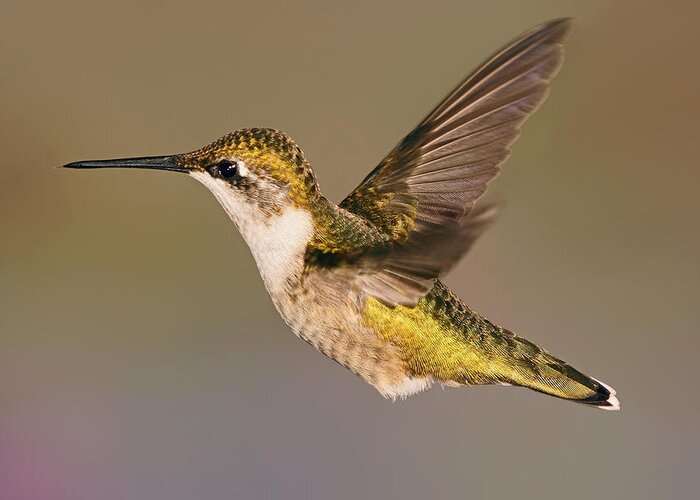 Ruby-throated Hummingbird Greeting Card featuring the photograph The Final Countdown by Theo OConnor