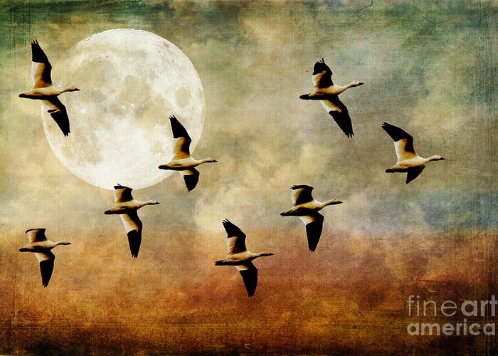 Birds Greeting Card featuring the digital art The Flight Of The Snow Geese by Lois Bryan