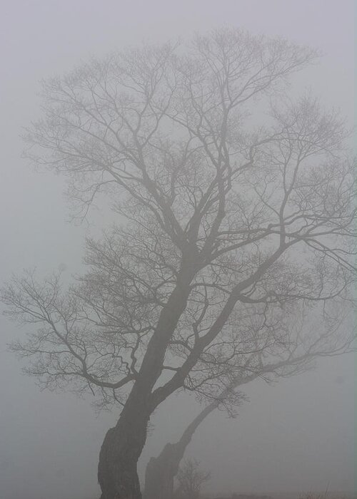 Tree Greeting Card featuring the photograph The Foggy Dew by James Canning
