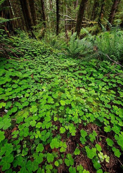 Ecola State Park Greeting Card featuring the photograph The Forest Floor by Rick Berk
