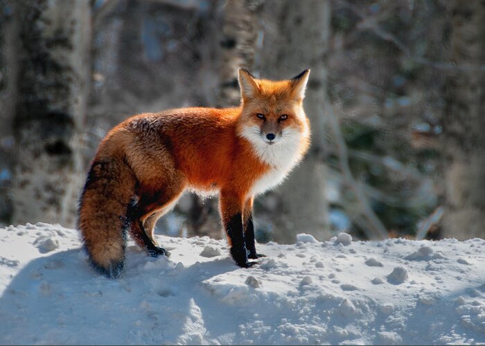 New England Greeting Card featuring the photograph The Fox 3 by Thomas Lavoie