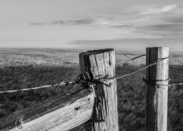 Barbed Wire Fence Greeting Card featuring the photograph The Gate by Dwayne Schnell