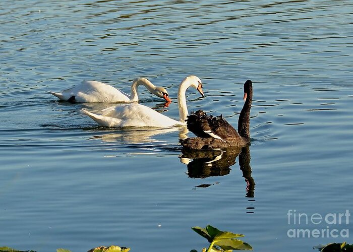 Swan Greeting Card featuring the photograph The Gathering by Carol Bradley