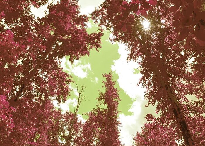 Pink Trees Greeting Card featuring the photograph The Glimpse Sublime by Laureen Murtha Menzl