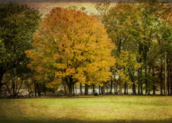 Trees Greeting Card featuring the photograph The Golden One by Cathy Kovarik