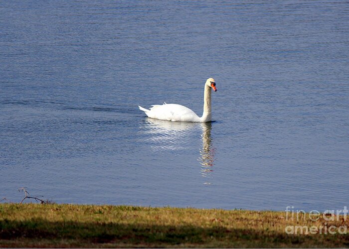 Bachman Lake Greeting Card featuring the photograph The Graceful Swan by Kathy White