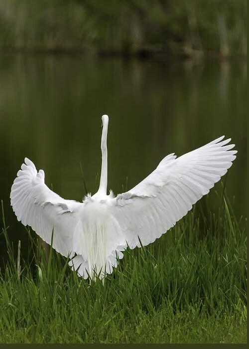 Great Egret Greeting Card featuring the photograph The Great Egret 2 by Thomas Young