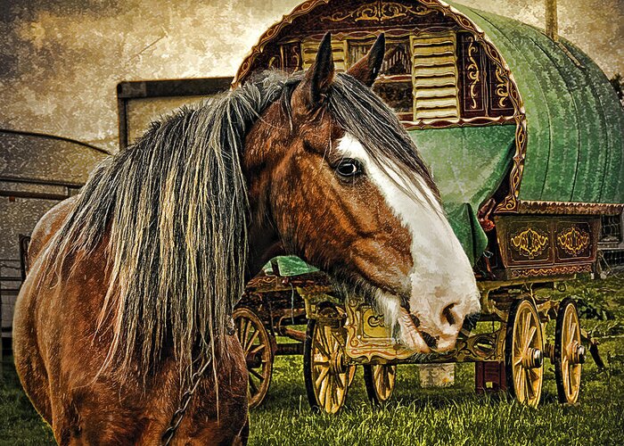 Gypsy Horse Greeting Card featuring the photograph The Gypsy Vanner by Brian Tarr