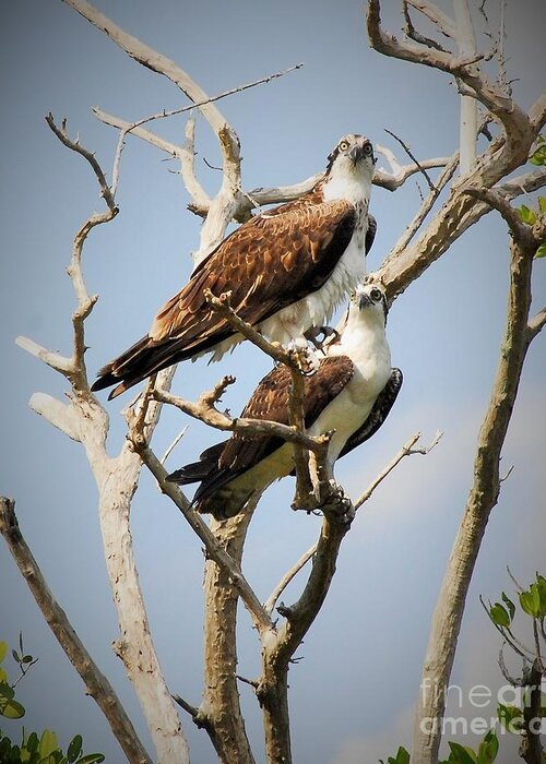 Osprey Greeting Card featuring the photograph The Happy Couple by Quinn Sedam