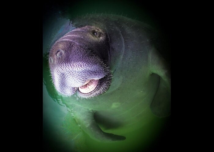 Manatees Greeting Card featuring the photograph The Happy Manatee by Karen Wiles