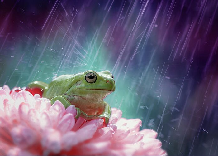 Frog Greeting Card featuring the photograph The Happy Rain by Ahmad Baihaki