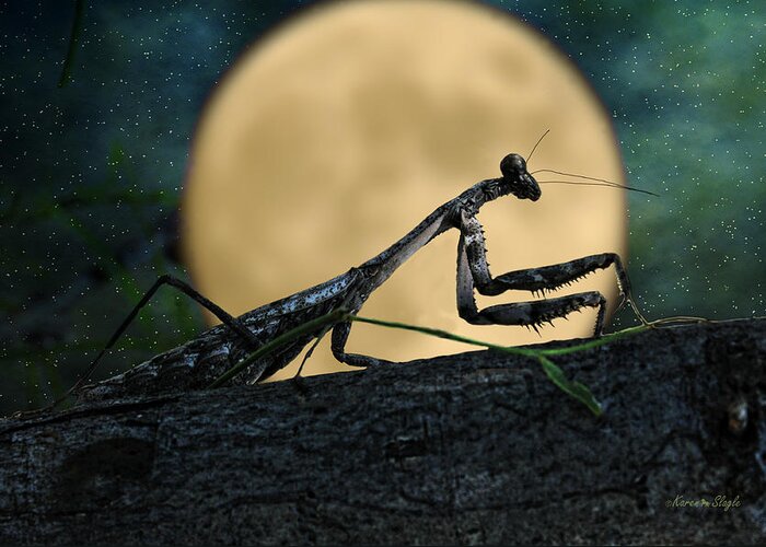 Bug Greeting Card featuring the photograph The Hunter by Karen Slagle