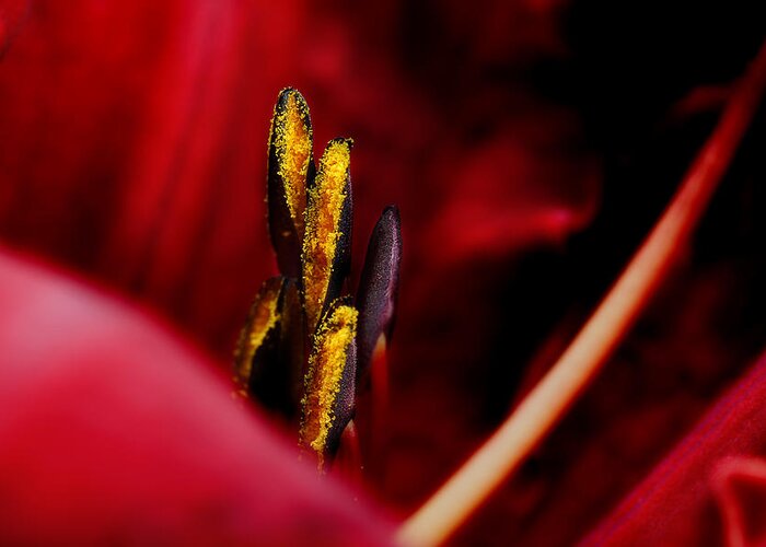 Scarlet Colored Lily Greeting Card featuring the photograph The Insiders by Michael Eingle