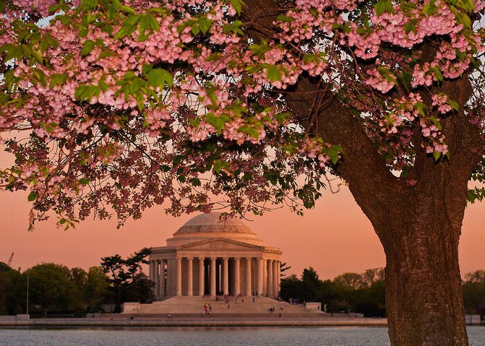 America Greeting Card featuring the photograph The Jefferson Memorial Framed by a Cherry Tree by Mitchell R Grosky