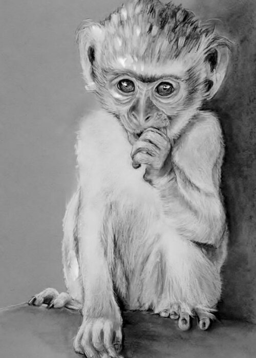 Juvenile Monkey Greeting Card featuring the drawing The Juvenile by Jean Cormier