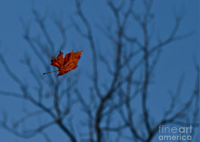 Leaf Greeting Card featuring the photograph The Last Leaf Fell by Douglas Stucky