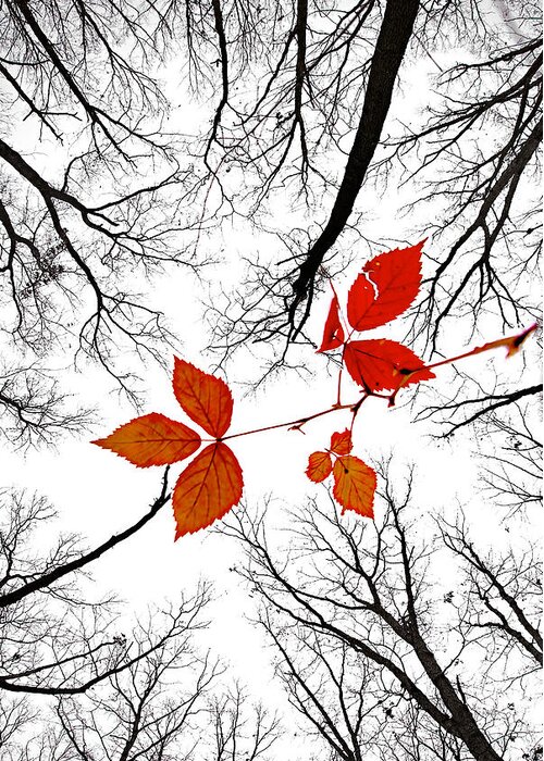 2009 Greeting Card featuring the photograph The last leaves of November by Robert Charity