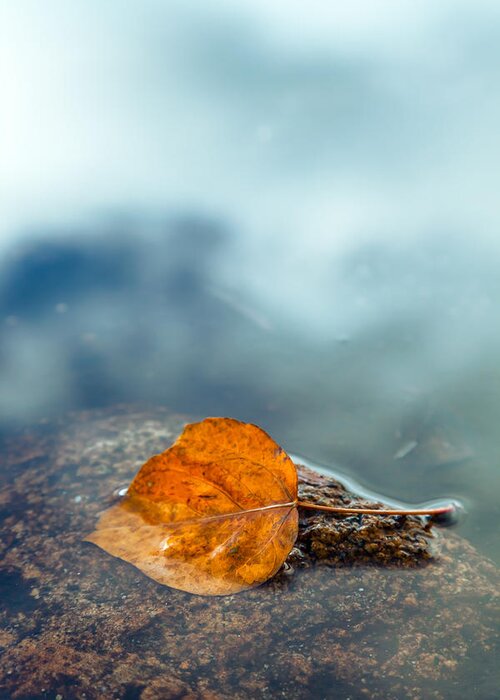 Fall Greeting Card featuring the photograph The Leaf by Jonathan Nguyen