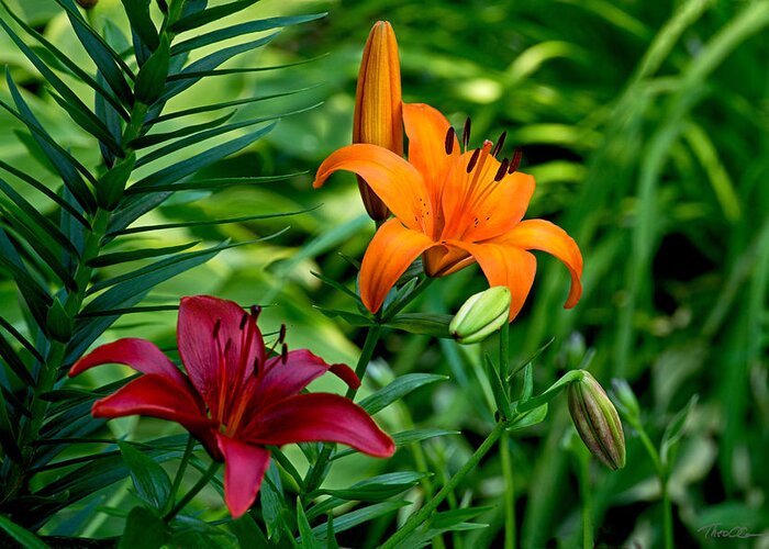 Lilies Greeting Card featuring the photograph The Lilies of Summer by Theo OConnor